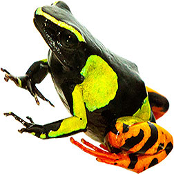 Mantella Tree Frogs